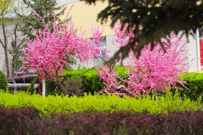 花團錦簇